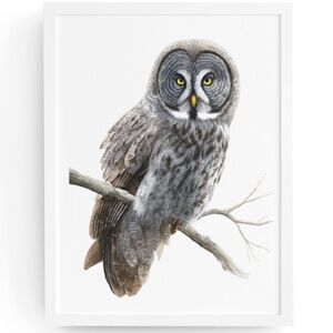 Watercolor Great Grey Owl Portrait Wall Art Print Poster, Unframed